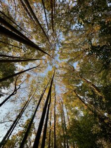 Sunlight breaking through trees over the earth, symbolizing divine revelation through creation