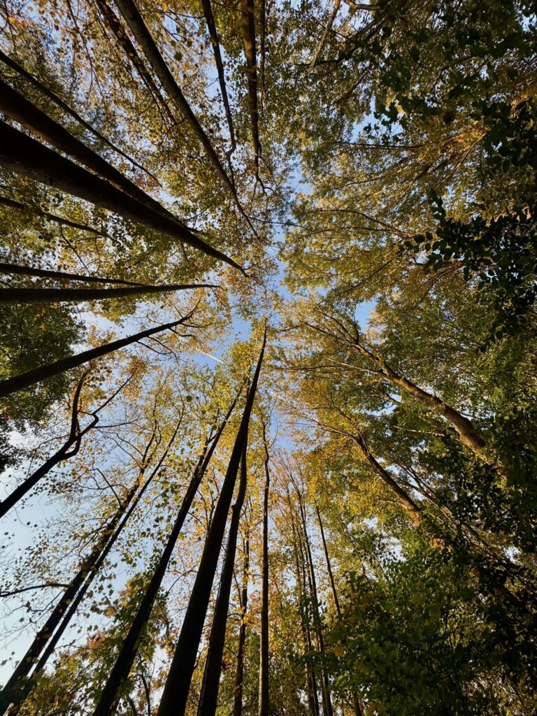 Sunlight breaking through trees over the earth, symbolizing divine revelation through creation